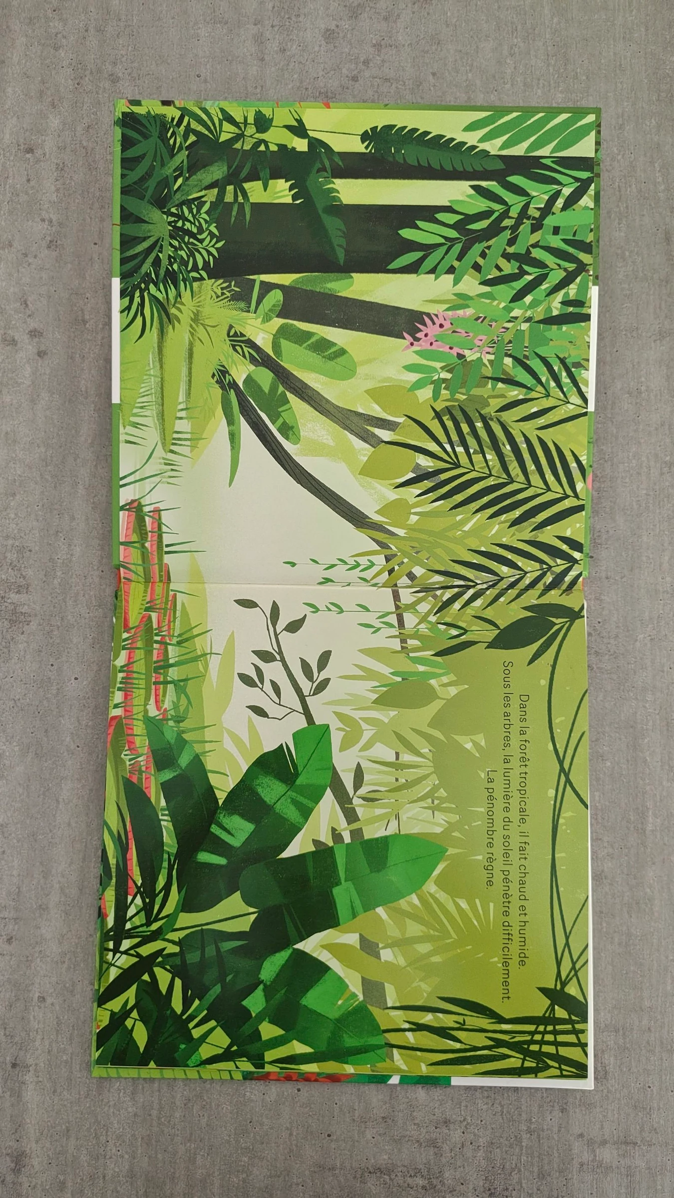 Libro "Escondido en la selva tropical" - Álbum para niños – photo 3
